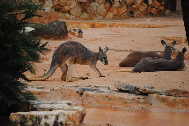 klokani v zoo.jpg