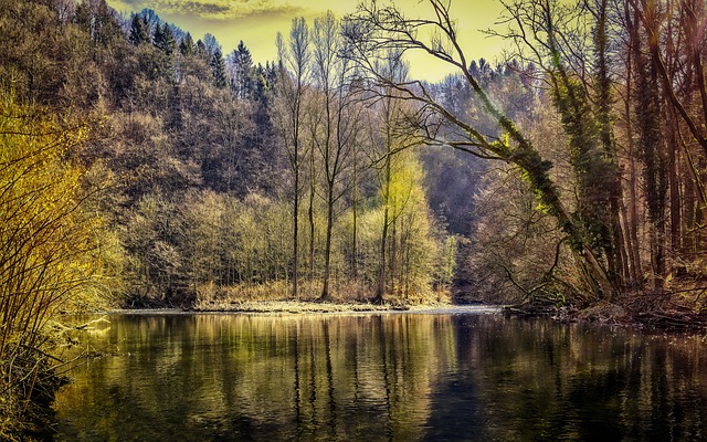 jezero v lese